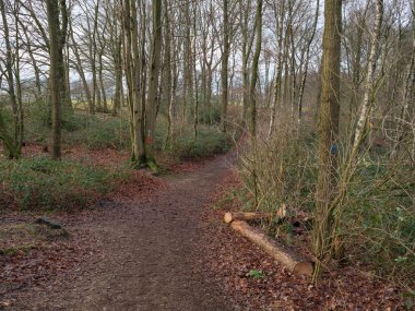 Westphalia Reken yakınlarındaki doğa