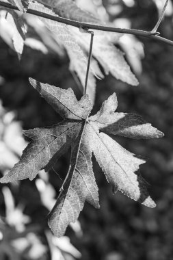 Westphalia 'da sonbahar zamanı