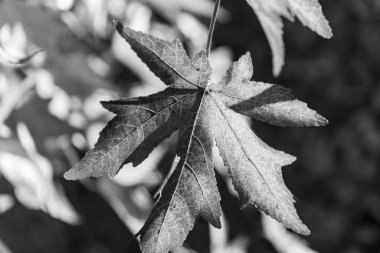 Westphalia 'da sonbahar zamanı