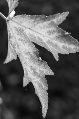 Westphalia 'da sonbahar zamanı