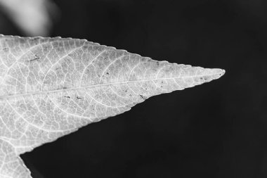 Westphalia 'da sonbahar zamanı