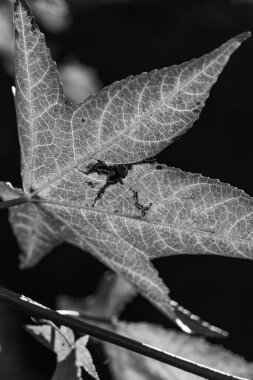Westphalia 'da sonbahar zamanı