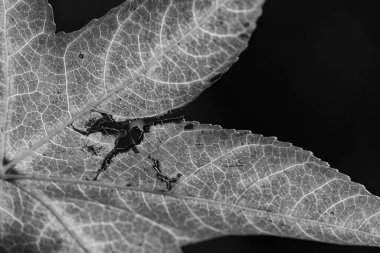 Westphalia 'da sonbahar zamanı