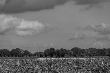 Westphalia 'da sonbahar zamanı