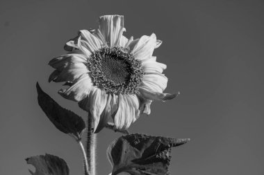 Westphalia 'da sonbahar zamanı