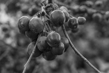 Westphalia 'da sonbahar zamanı