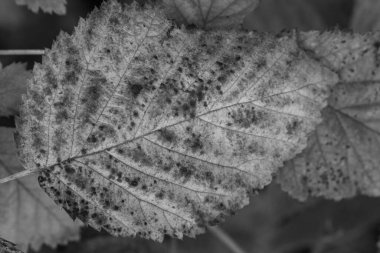 Westphalia 'da sonbahar zamanı