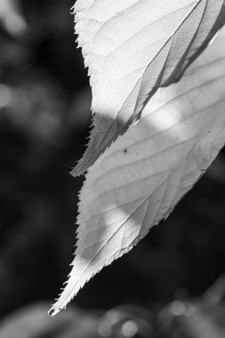 Westphalia 'da sonbahar zamanı