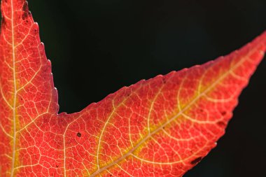 Velen şehrinin yakınlarındaki Westphalia 'da sonbahar mevsimi