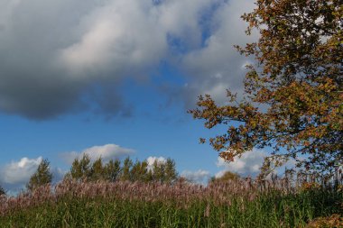 Velen şehrinin yakınlarındaki Westphalia 'da sonbahar mevsimi