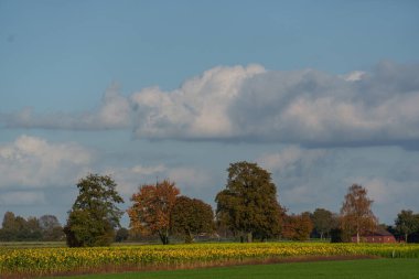 Velen şehrinin yakınlarındaki Westphalia 'da sonbahar mevsimi