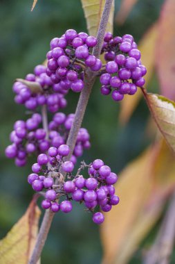 Velen şehrinin yakınlarındaki Westphalia 'da sonbahar mevsimi