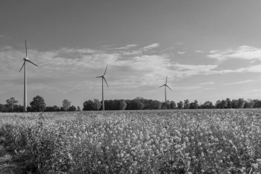 Velen şehrinin yakınlarındaki Westphalia 'da sonbahar mevsimi