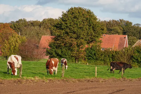 Velen şehrinin yakınlarındaki Westphalia 'da sonbahar mevsimi