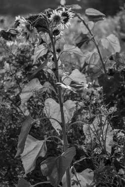 Velen şehrinin yakınlarındaki Westphalia 'da sonbahar mevsimi