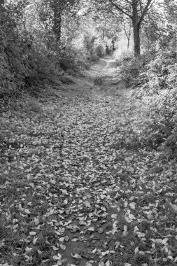 Velen şehrinin yakınlarındaki Westphalia 'da sonbahar mevsimi