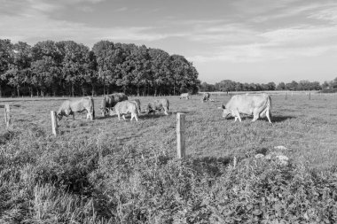 Alman Muensterland 'inde sonbahar zamanı