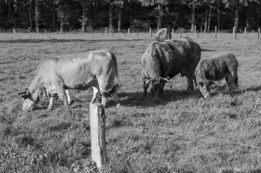 Alman Muensterland 'inde sonbahar zamanı