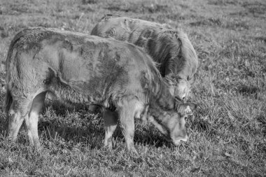 Alman Muensterland 'inde sonbahar zamanı