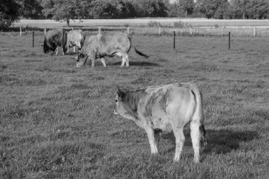 Alman Muensterland 'inde sonbahar zamanı