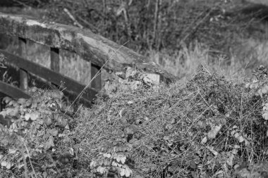 Alman Muensterland 'inde sonbahar zamanı