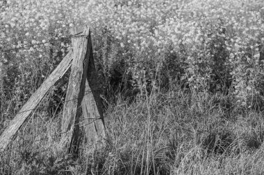 Alman Muensterland 'inde sonbahar zamanı