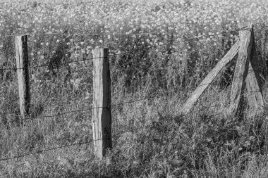 Alman Muensterland 'inde sonbahar zamanı