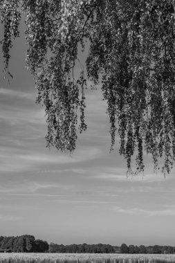 Alman Muensterland 'inde sonbahar zamanı