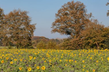 Alman Muensterland 'inde sonbahar zamanı