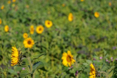 Alman Muensterland 'inde sonbahar zamanı