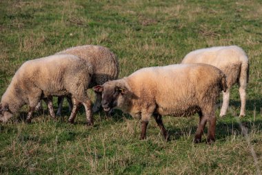 Alman Muensterland 'inde sonbahar zamanı
