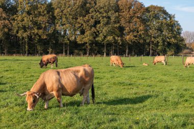 Alman Muensterland 'inde sonbahar zamanı