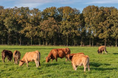 Alman Muensterland 'inde sonbahar zamanı