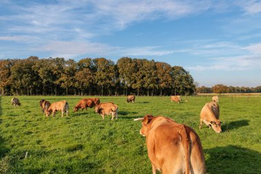 Alman Muensterland 'inde sonbahar zamanı
