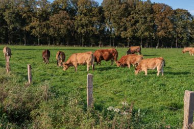 Alman Muensterland 'inde sonbahar zamanı