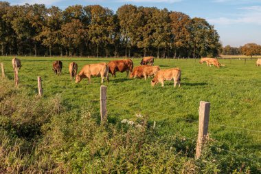 Alman Muensterland 'inde sonbahar zamanı