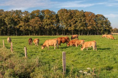 Alman Muensterland 'inde sonbahar zamanı