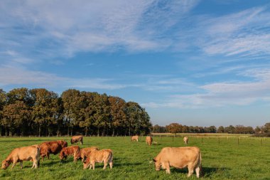 Alman Muensterland 'inde sonbahar zamanı