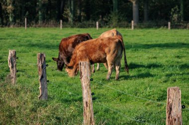 Alman Muensterland 'inde sonbahar zamanı
