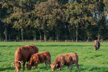 Alman Muensterland 'inde sonbahar zamanı