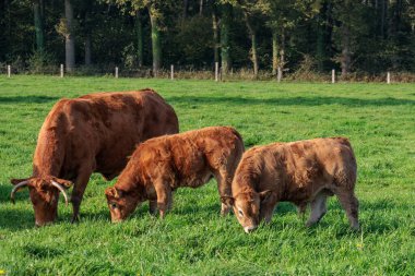 Alman Muensterland 'inde sonbahar zamanı