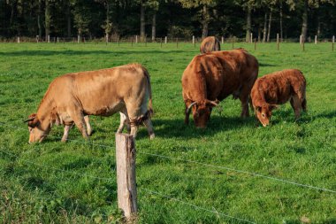 Alman Muensterland 'inde sonbahar zamanı