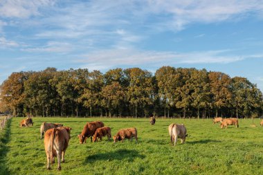 Alman Muensterland 'inde sonbahar zamanı