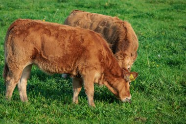 Alman Muensterland 'inde sonbahar zamanı