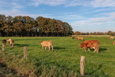 Alman Muensterland 'inde sonbahar zamanı