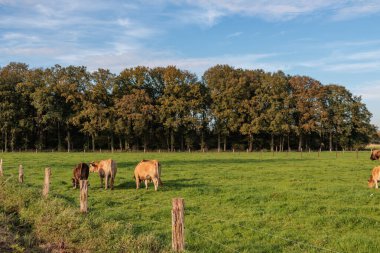 Alman Muensterland 'inde sonbahar zamanı
