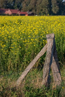 Alman Muensterland 'inde sonbahar zamanı