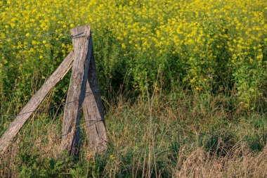 Alman Muensterland 'inde sonbahar zamanı