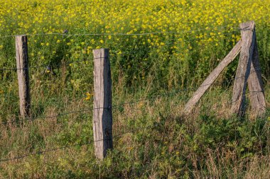 Alman Muensterland 'inde sonbahar zamanı