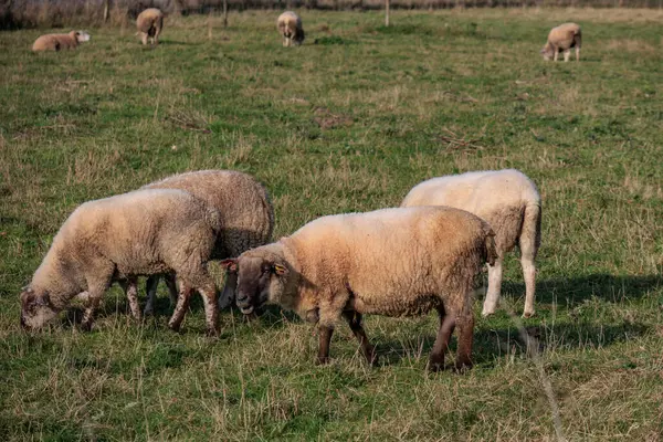 Alman Muensterland 'inde sonbahar zamanı